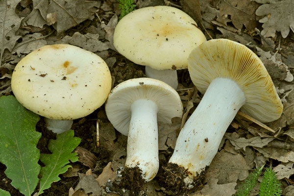 Russula maculata Quél. 1878 (NON COMMESTIBILE) Foto Emilio Pini 