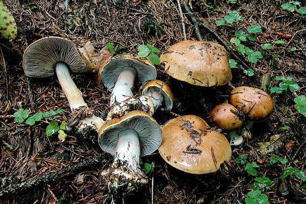 Cortinarius dionysae Rob. Henry (NON COMMESTIBILE)  Foto Emilio Pini