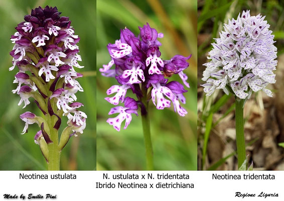 Neotinea ustulata x Neotinea tridentata                                   Regione Liguria