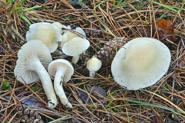 Hygrophorus gliocyclus Fr. (COMMESTIBILE) Foto Emilio Pini 