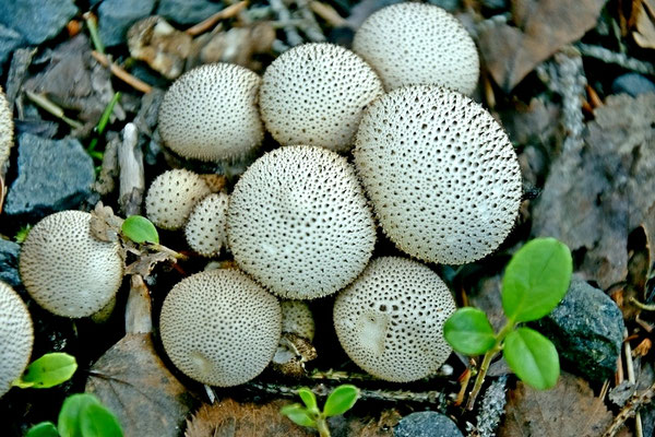 Lycoperdon nigrescens Pers. (NON COMMESTIBILE) Foto Emilio Pini 
