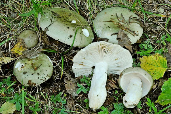 Russula aeruginea Lindblad ex Fr. 1863  (COMMESTIBILE) Foto Emilio Pini