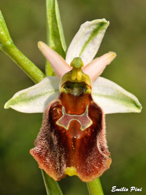 Ophrys crabronifera