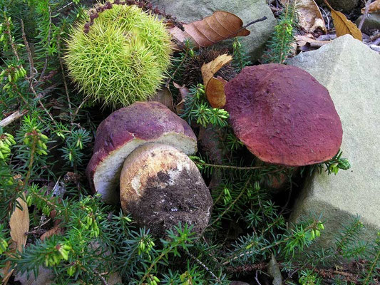 Boletus pinophilus Pilat & Dermek (COMMESTIBILE) Foto Emilio Pini