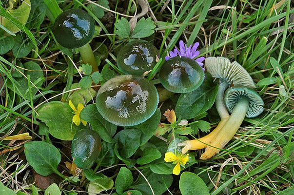 Hygrocybe psittacina (Schaeff.) P. Kumm. (COMMESTIBILE)  Foto Emilio Pini 