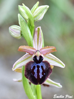 Ophrys exaltata ssp murgiana  