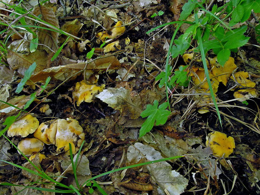 Cantharellus pallens Pilát (COMMESTIBILE) Foto Emilio Pini 