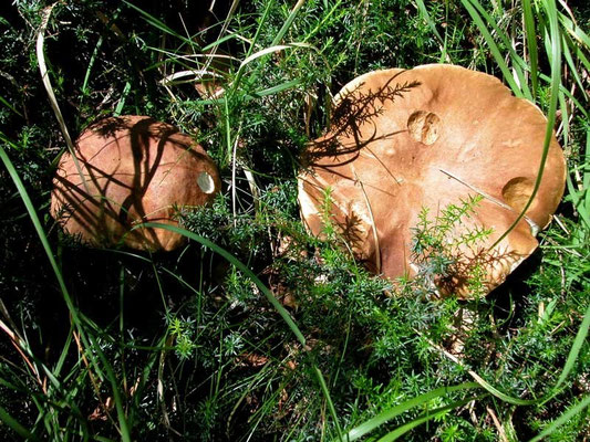 Boletus aestivalis (Paulet) Fries (COMMESTIBILE) Foto Emilio Pini