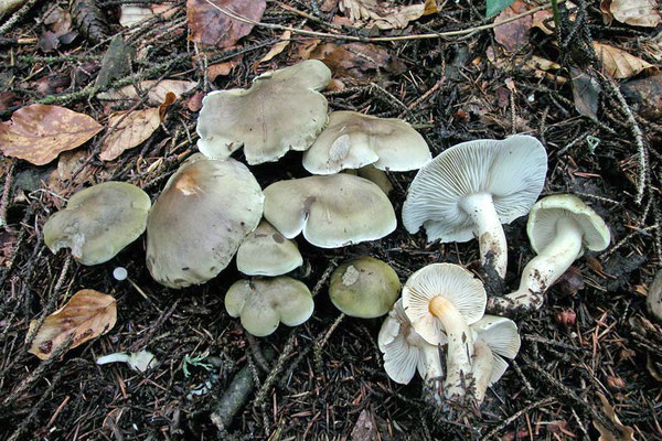 Tricholoma saponaceum (Fr.) P. Kumm. 1871 (NON COMMESTIBILE) Foto Emilio Pini 