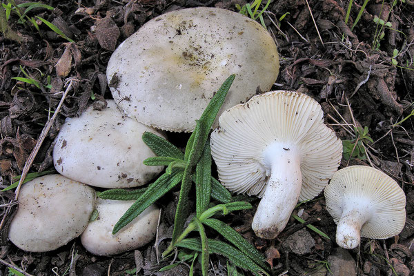 Russula monspeliensis Sarnari 1987 (COMMESTIBILE) Foto Emilio Pini