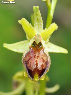Ophrys maritima