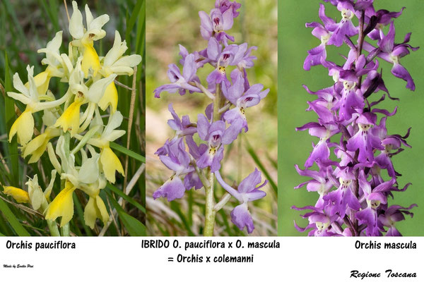 Orchis pauciflora x Orchis mascula                                 Regione Toscana 