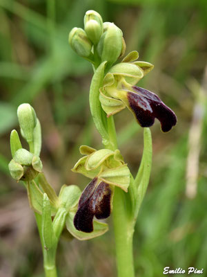 Ophrys fusca subsp lucana (Regione Basilicata)