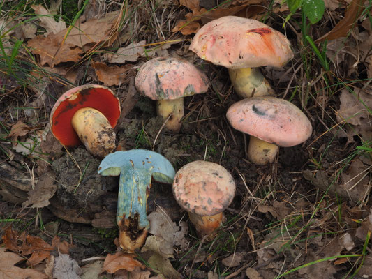 Boletus lupinus Fries (COMMESTIBILE) Foto Stefano Gatti