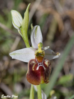 Ophrys parvimaculata (Regione Puglia)