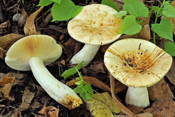 Russula maculata Quél. 1878 (NON COMMESTIBILE) Foto Emilio Pini