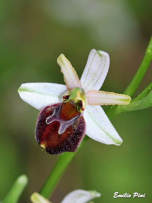 Ophrys exaltata (Regione Sicilia)