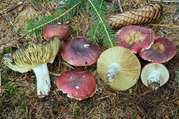 Russula vinosa Lindblad 1901 (COMMESTIBILE) Foto Emilio Pini 