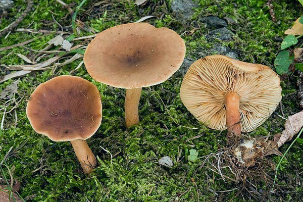 Lactarius hepaticus Plowr. (NON COMMESTIBILE) Foto Emilio Pini 