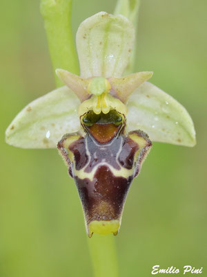 Ophrys apulica x Ophrys conradiae