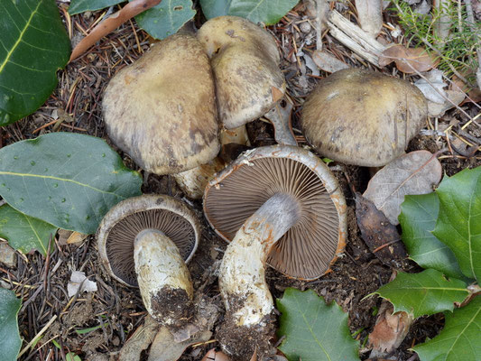 Cortinarius infractus (Pers.) Fr. (NON COMMESTIBILE) Foto Emilio Pini