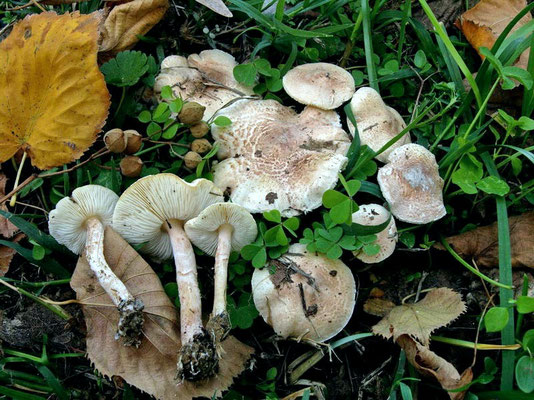Lepiota subincarnata J.E. Lange (VELENOSO MORTALE) Foto Emilio Pini