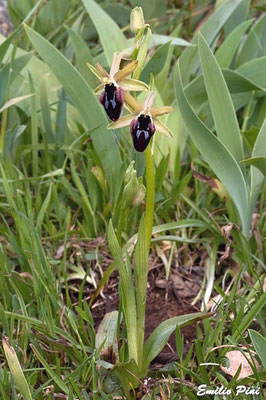 Ophrys promontori (Regione Puglia)