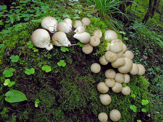Lycoperdon pyriforme Schaeff. (COMMESTIBILE) Foto Emilio Pini