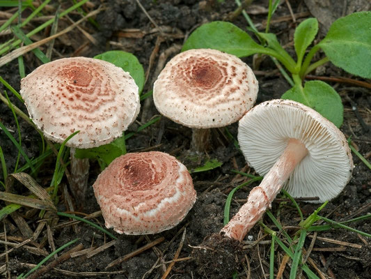Lepiota subincarnata J.E. Lange (VELENOSO MORTALE) Foto Emilio Pini