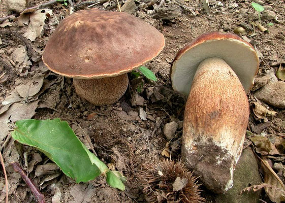 Boletus aestivalis (Paulet) Fries (COMMESTIBILE) Foto Emilio Pini