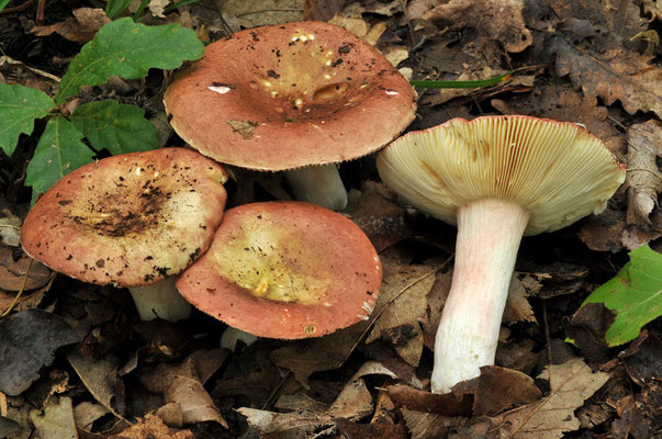 Russula vinosobrunnea (Bres.) Romagn. 1967 (COMMESTIBILE) Foto Emilio Pini 