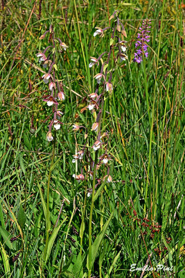 Epipactis palustris 