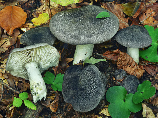 Tricholoma atrosquamosum Sacc. 1887 (COMMESTIBILE) Foto Emilio Pini