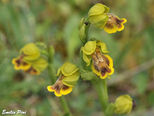Ophrys subfusca subsp liveranii