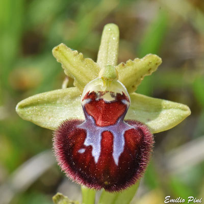 Ophrys brutia (Regione Puglia)