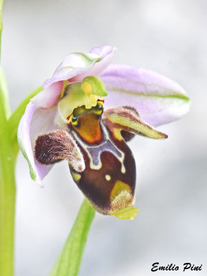 Ophrys montis-gargani (Regione Puglia)