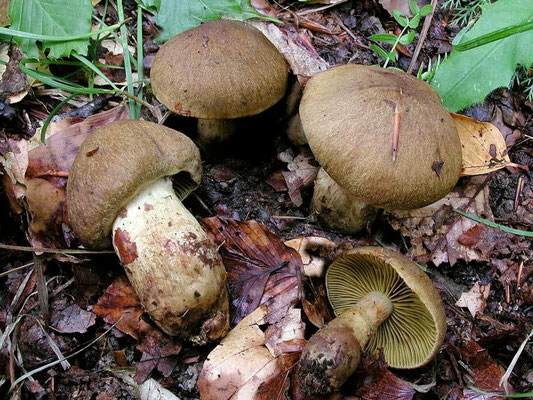 Cortinarius cotoneus Fr. (VELENOSO)  Foto Emilio Pini