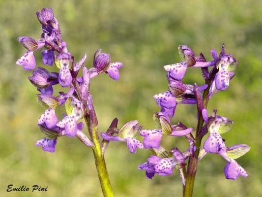 Anacamptis morio (Regione Lombardia)
