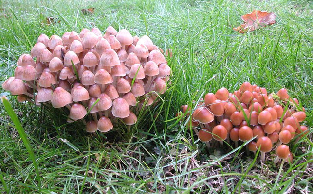 Psathyrella multipedata (Peck) A.H. Sm. 1941 (NON COMMESTIBILE) Foto Emilio Pini 