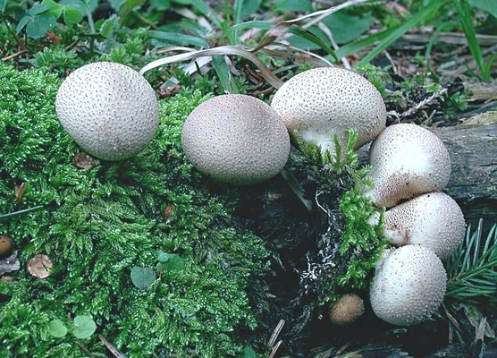 Lycoperdon pyriforme Schaeff. (COMMESTIBILE) Foto Emilio Pini