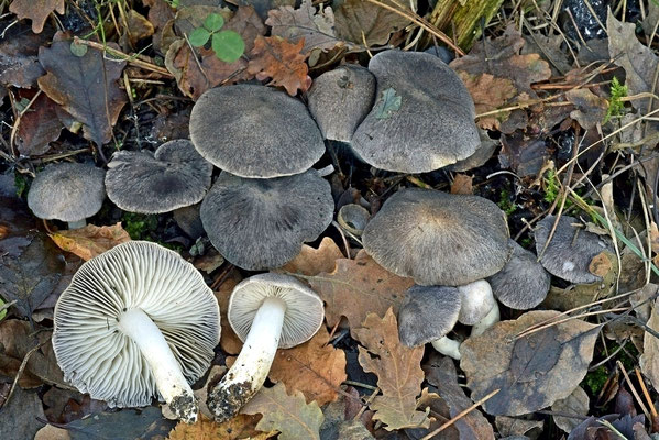 Tricholoma gausapatum (Fr. : Fr.) Quél. 1872 (COMMESTIBILE) Foto Emilio Pini 