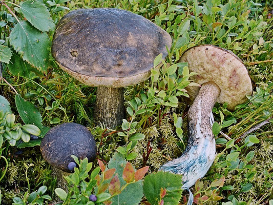 Leccinum variicolor Watling 1969 (COMMESTIBILE) Foto Emilio Pini