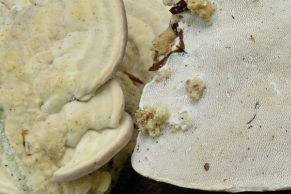 Trametes gibbosa (Pers.) Fries (NON COMMESTIBILE) Foto Emilio Pini