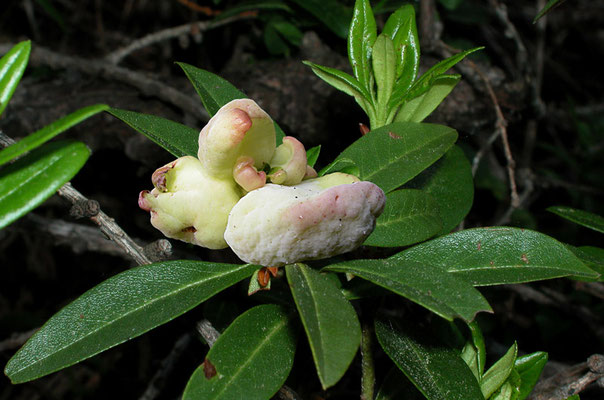 Exobasidium rhododendri (Fuckel) C.E. Cramer (NON COMMESTIBILE)  Foto Emilio Pini