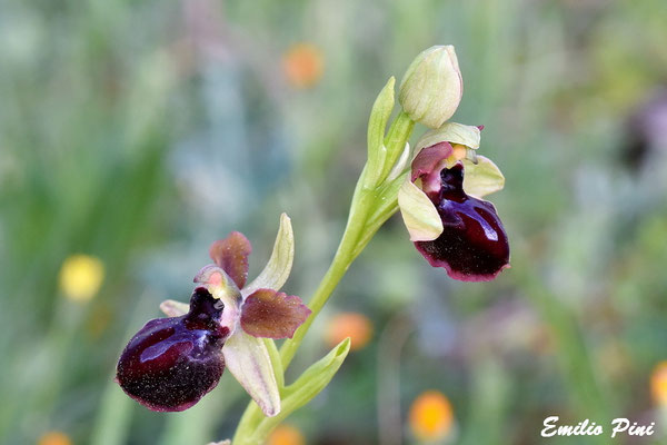 Ophrys garganica (Regione Puglia)