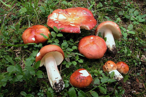 Russula paludosa Britzelm. 1891 (COMMESTIBILE) Foto Emilio Pini 