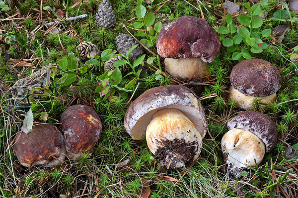 Boletus pinophilus Pilat & Dermek (COMMESTIBILE) Foto Emilio Pini