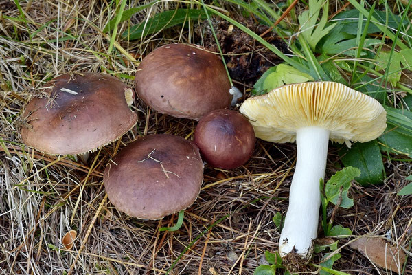 Russula firmula Jul. Schäff. 1940 (NON COMMESTIBILE) Foto Emilio Pini