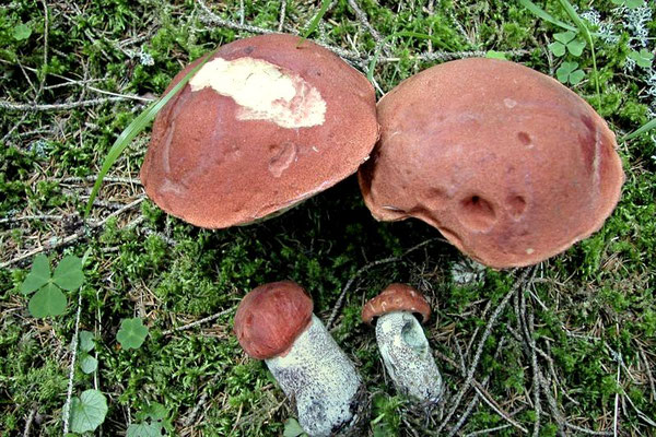 Leccinum vulpinum Watling (COMMESTIBILE) Foto Emilio Pini 