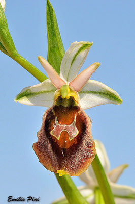 Ophrys crabronifera